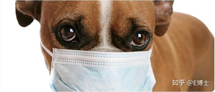犬冠状由冠状病毒引起,病毒可通过呼吸道,消化道,粪便及污染物传播