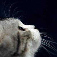 Zhihu profile picture for @peas