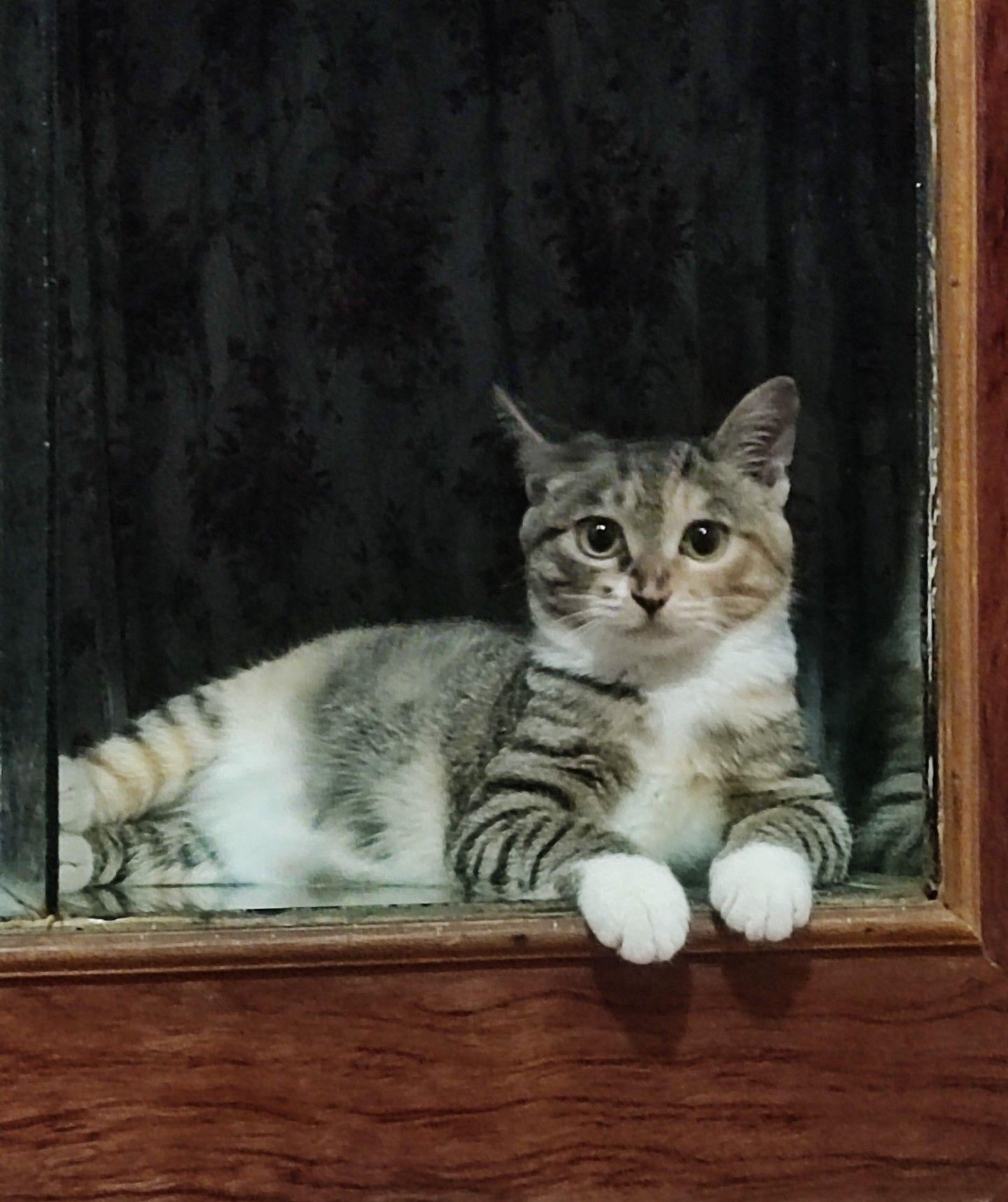 狸花猫可以漂亮到什么程度? - 知乎