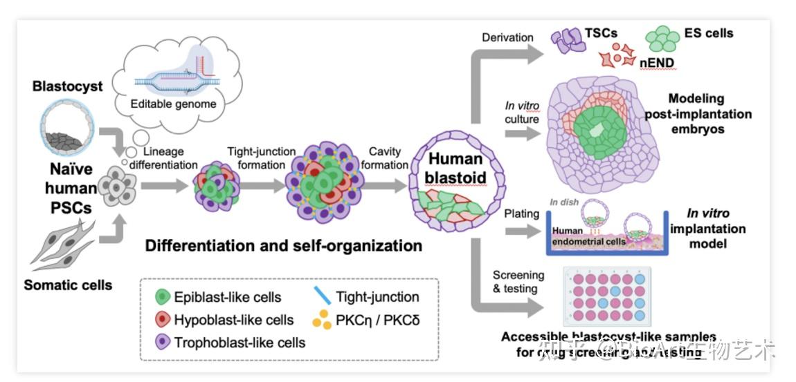nature突破吴军团队构建世界首例人造人类胚胎样结构