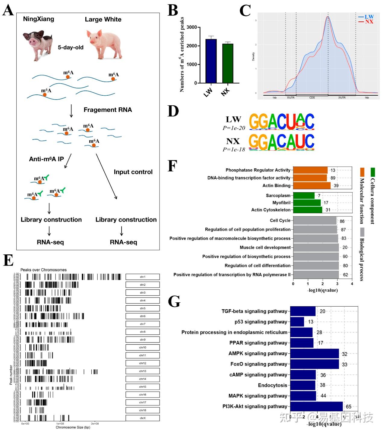 MeRIP-seq+RNA-seq揭示不同品种猪肌肉发育的m6A RNA甲基化差异｜育种研究 - 知乎