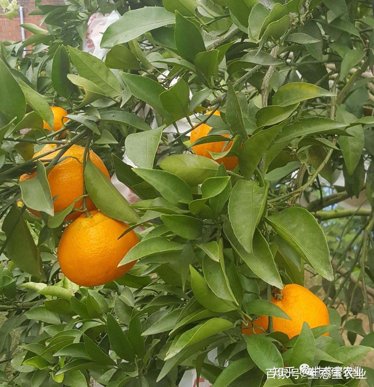 如何区分春见、大雅、耙耙柑？专家教你几招 - 知乎