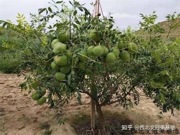 神奇的文冠果! - 知乎