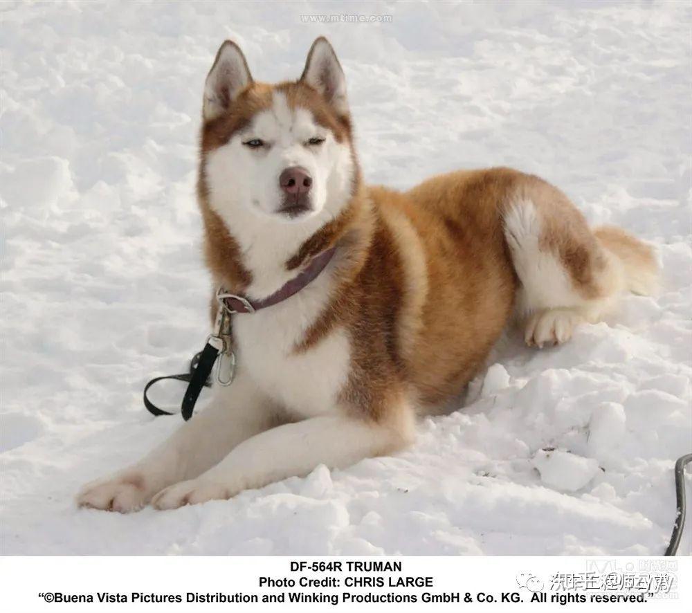 [电影分享] 《南极大冒险 eight below》