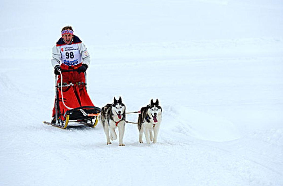 哈尔滨回应网友建议取消狗拉雪橇 狗拉雪橇是否存在虐狗嫌疑? - 知乎