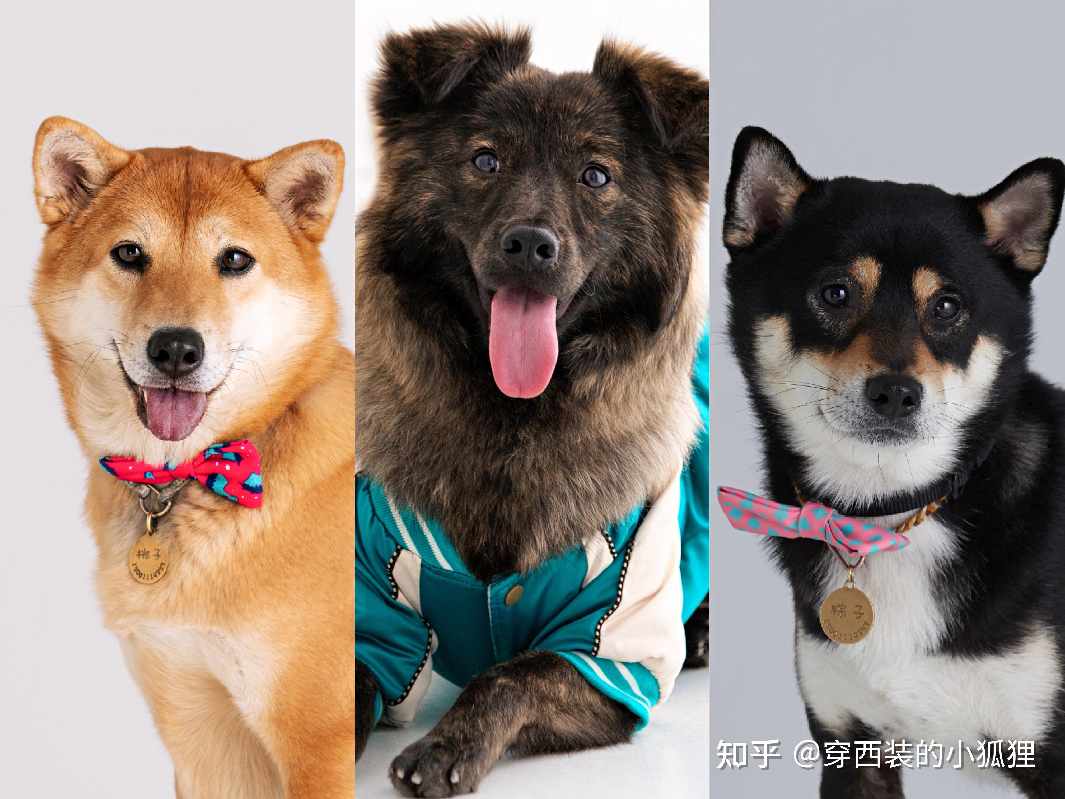 怎么判断柴犬跟中华田园犬的区别? - 知乎