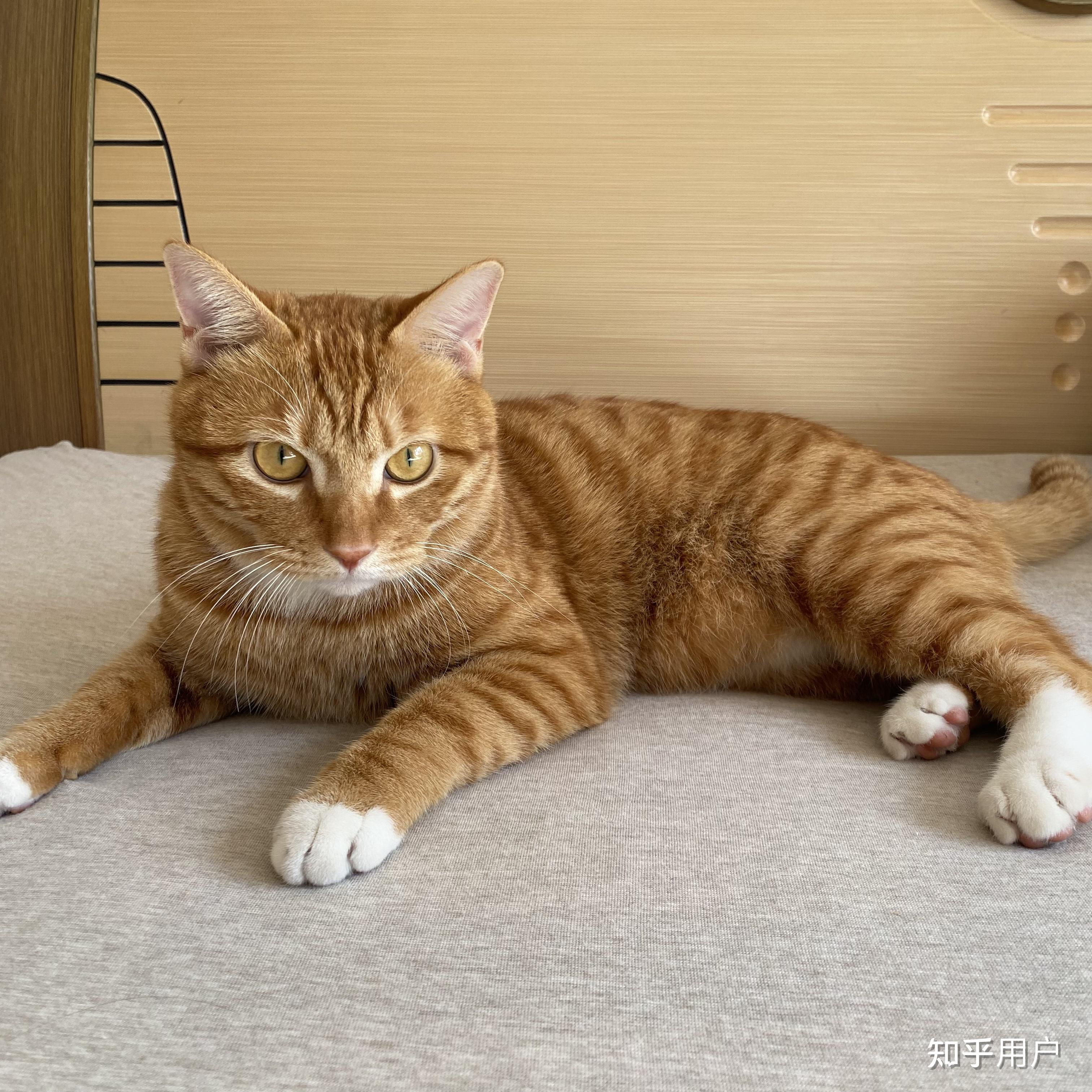 橘猫长大以后什么样? - 知乎