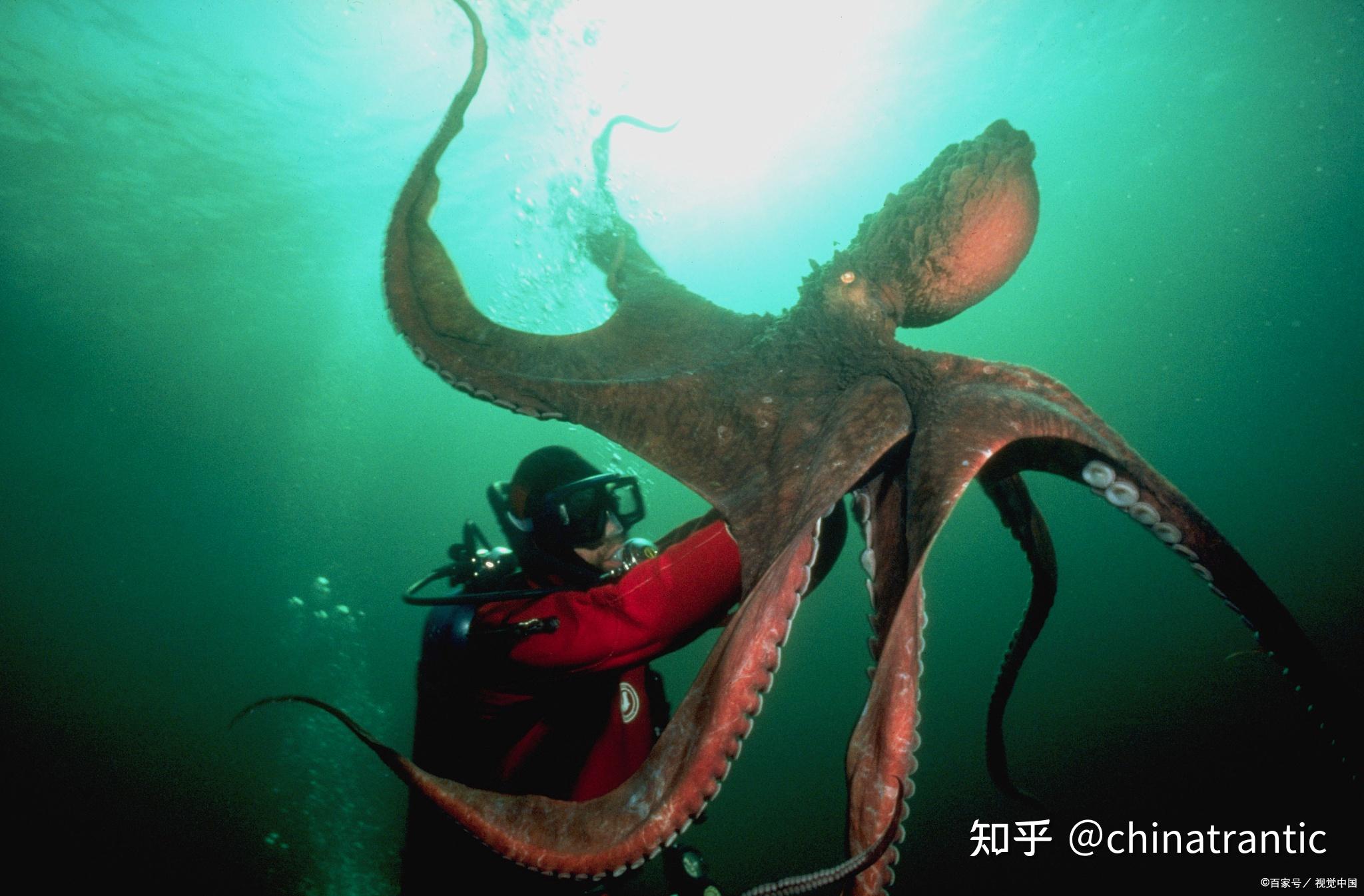 太平洋巨型章鱼_360百科