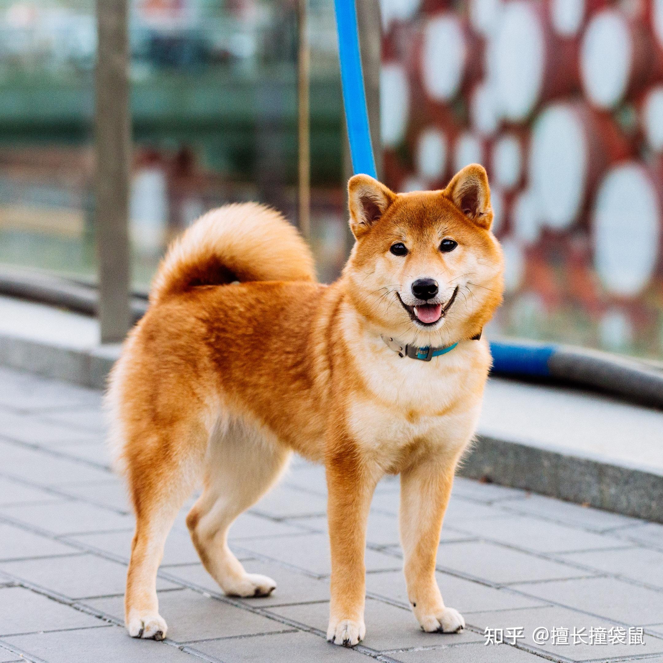 你们的柴犬都是花了多少钱买的如何买到纯种健康的柴犬