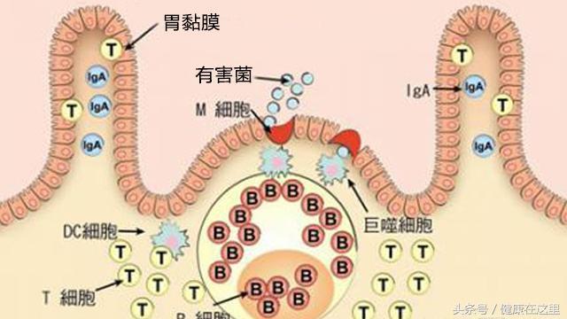 含有这些胃黏膜细胞营养的食物包括粗加工谷物,南瓜,猴头菌,海参,海藻