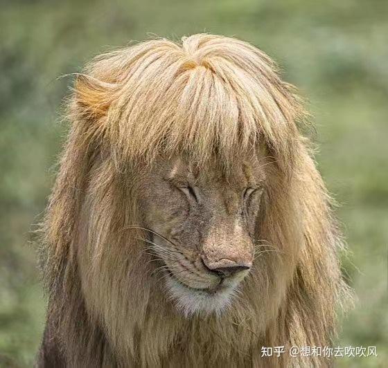 广州动物园狮子留了个齐刘海,工作人员「它自己打理的,我们不敢剪」