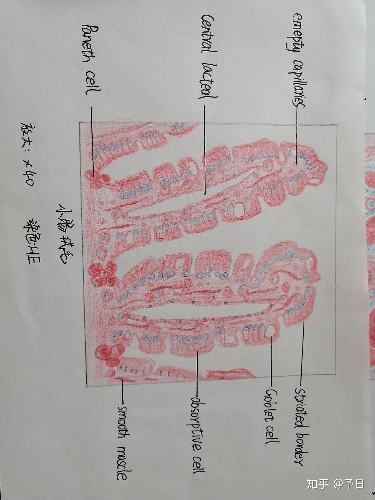 小肠结构图横切面图片