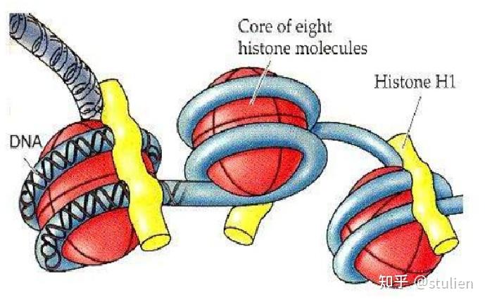 分子生物学回顾——染色体与DNA - 知乎