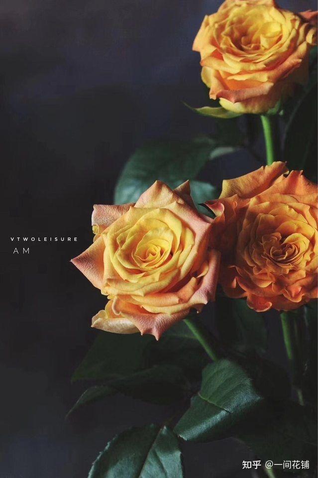 金色海岸玫瑰总有一天有一个人手捧鲜花只为你而来