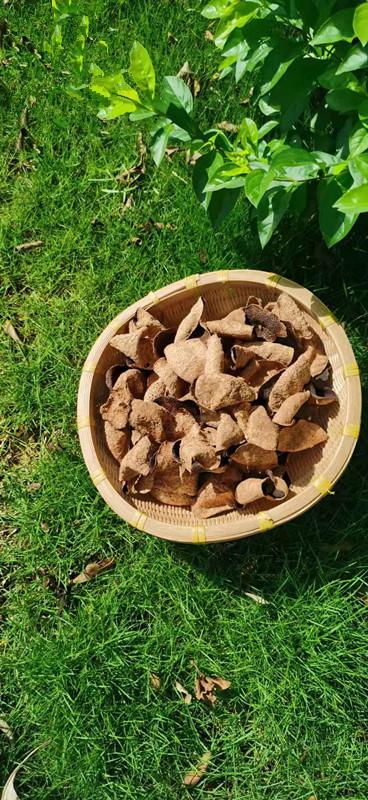 优质的圈枝老皮