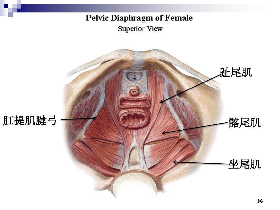 老年妇女子宫脱垂(子宫下垂)现在有多少治疗方案,利弊分析?