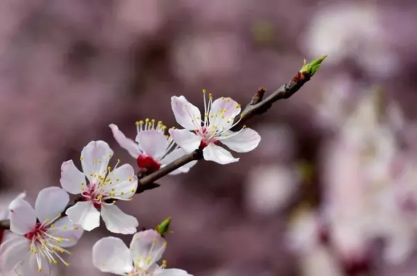 节气物种日历 清明 4月5日 4月19日 杏花 知乎