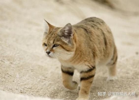 “超凶”的9种猫,猫友们要小心了! - 知乎