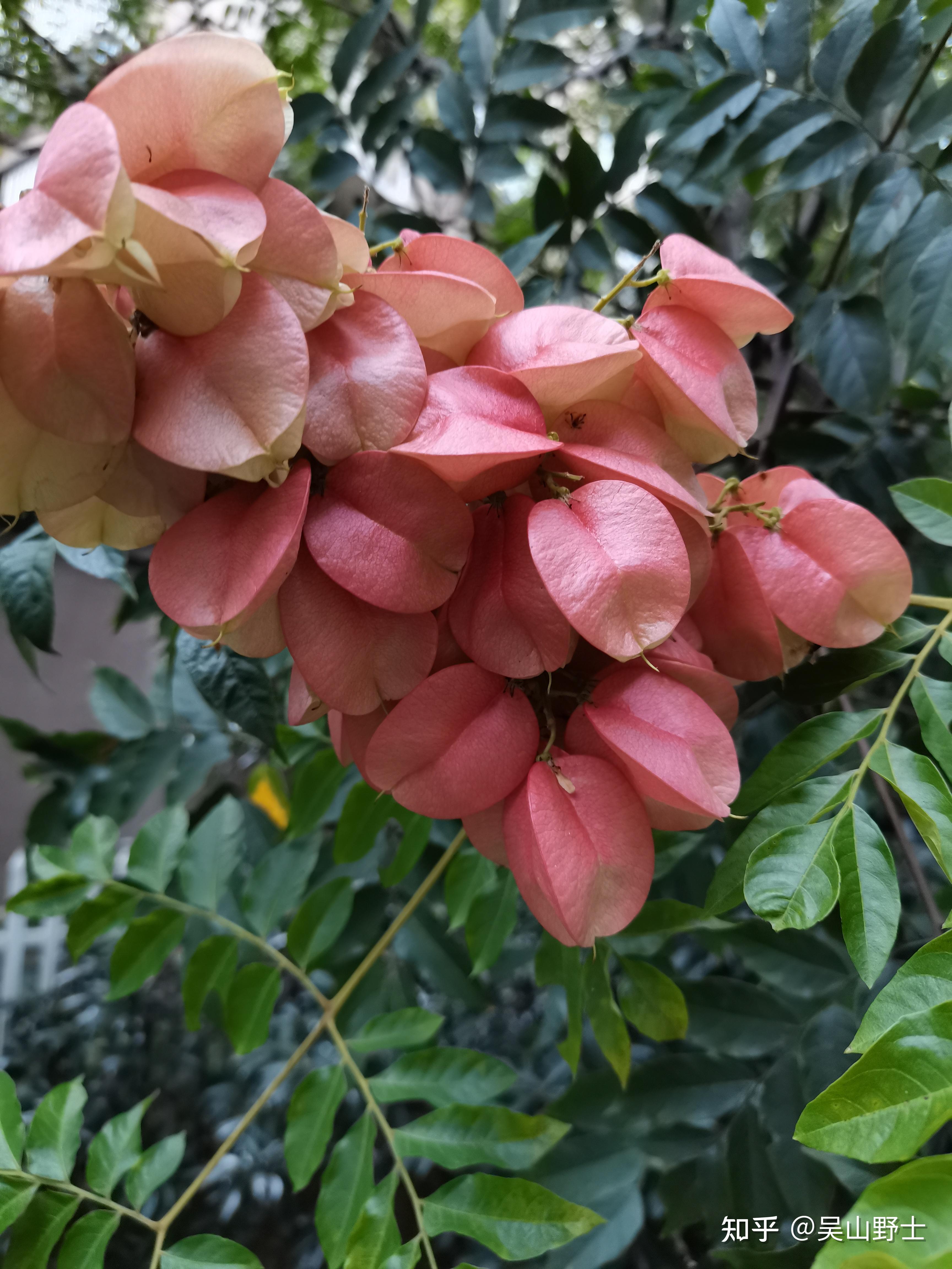 復羽葉欒樹別名花楸樹,泡花樹,燈籠花,馬鞍樹,搖錢樹寶樹搖搖來好運