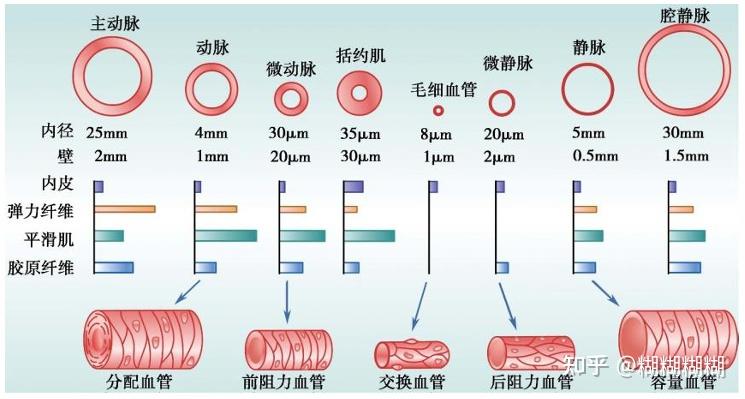 循环系统医学与工程--血管功能的工程分析 - 知乎