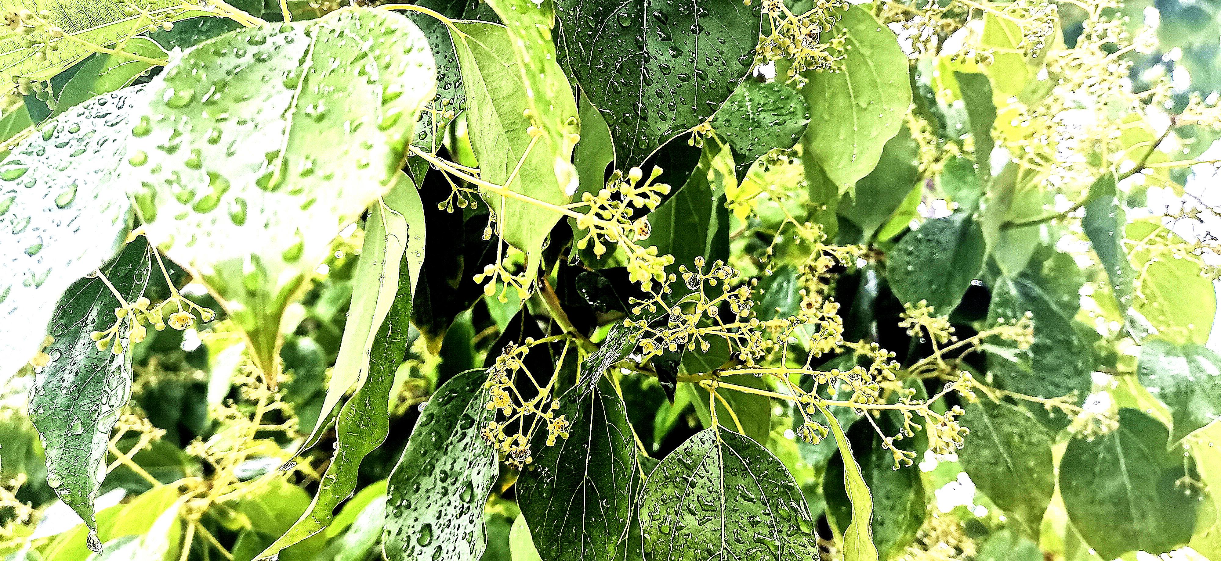 吉安视觉雨中的香樟树透着蓬勃的生命气息