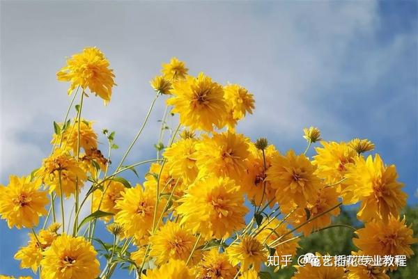 零基础学花艺 30种菊科植物介绍 知乎