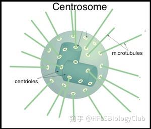 *中心粒centriole與中心體centrosome的區別