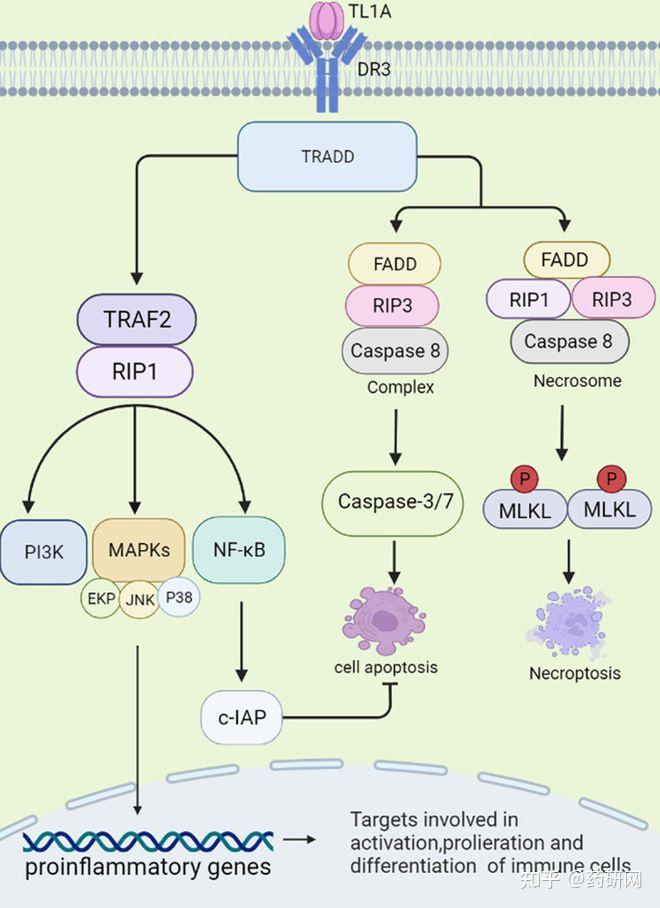关键炎症介质TL1A，炎症性肠病黑马 - 知乎