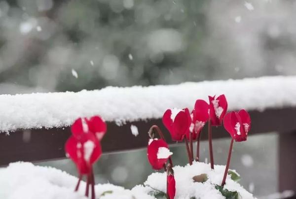 推荐10款年宵花及简单养护技巧 发给你的顾客看吧 知乎