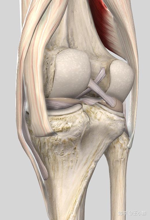 汤普森左膝十字韧带撕裂,他和勇士的前景会怎样? - 知乎