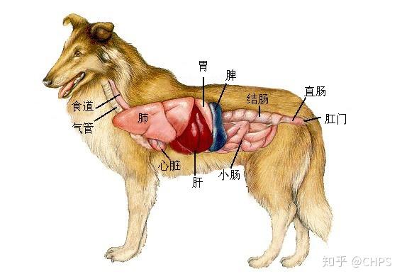 狗的静脉血管分布图图片