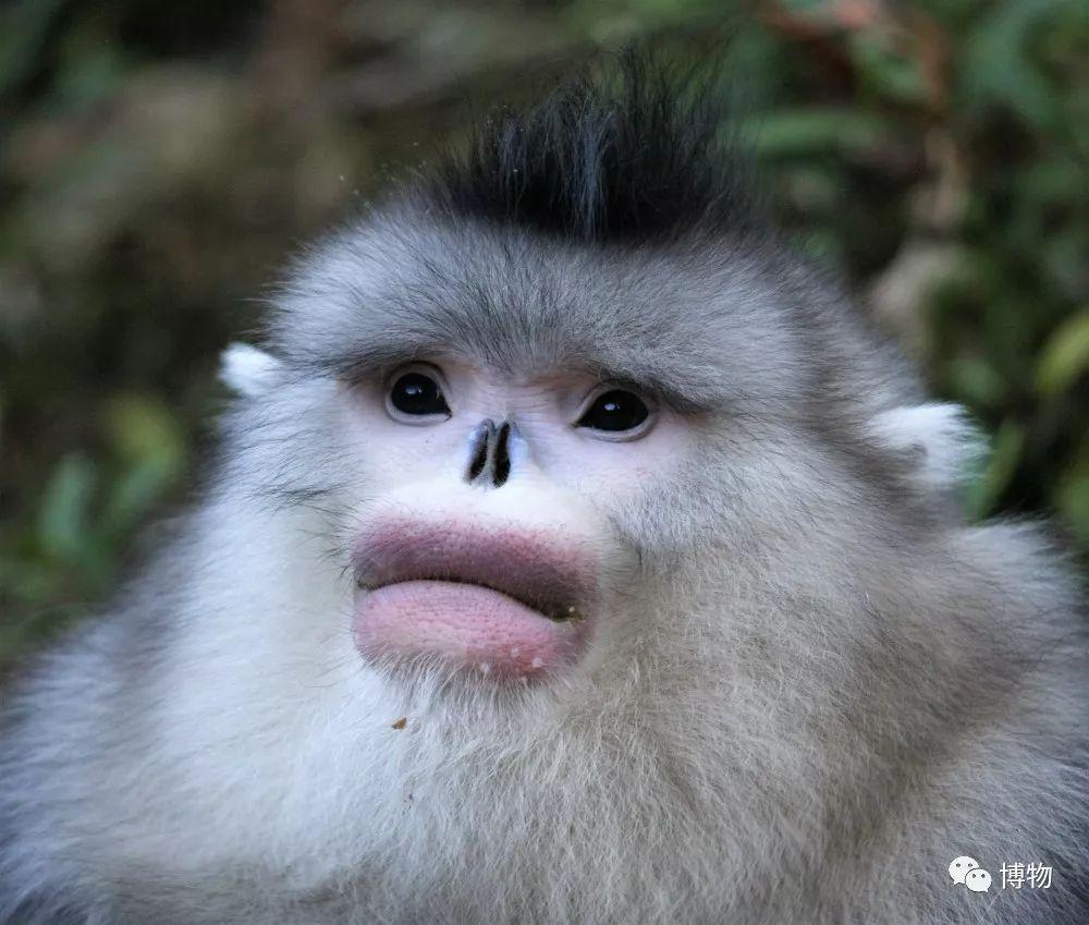 猴的英语翻译 v2-57bbf676530e93927ac76fd86ce16398_r.jpg