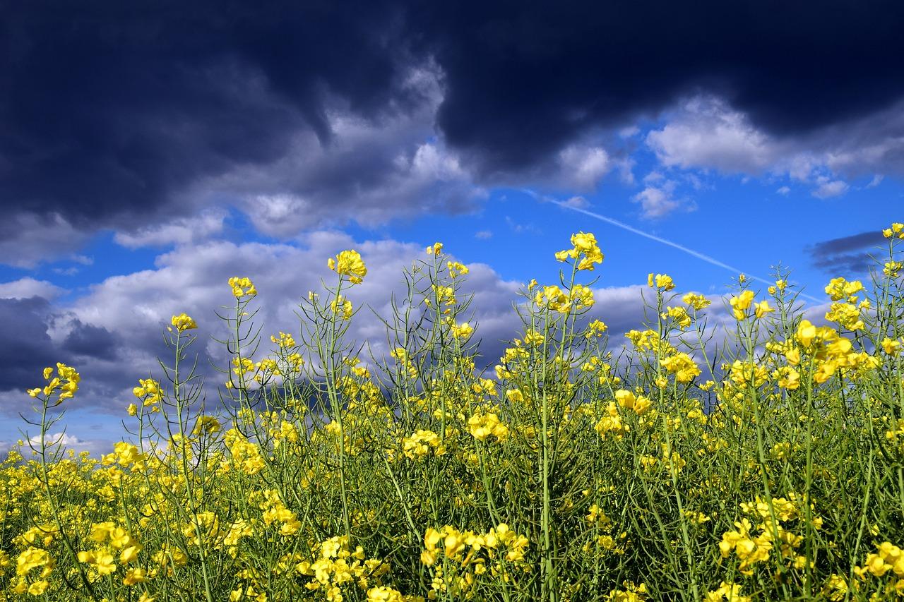油菜是如何培育的