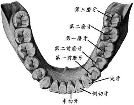 后槽牙左边第三颗中间有个大洞,已经废了? - 知乎