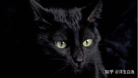 中华田园猫5大猫：狸花猫、奶牛猫、橘猫、黑猫、三花猫- 知乎