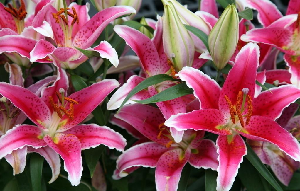 百合为什么要摘掉花蕊 知乎