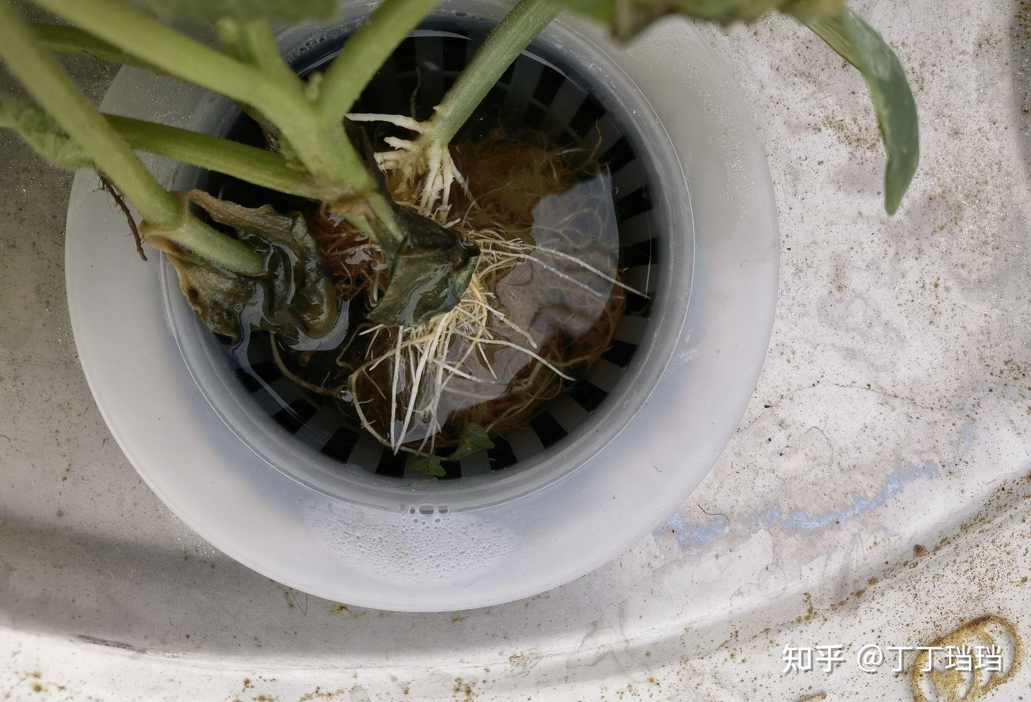 直播记录2021之巨桶水培瓜果