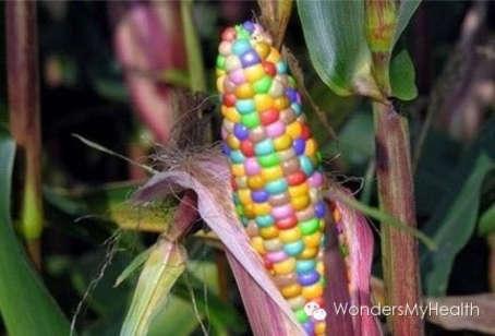 为什么有的国家推荐转基因食物,有的国家却明