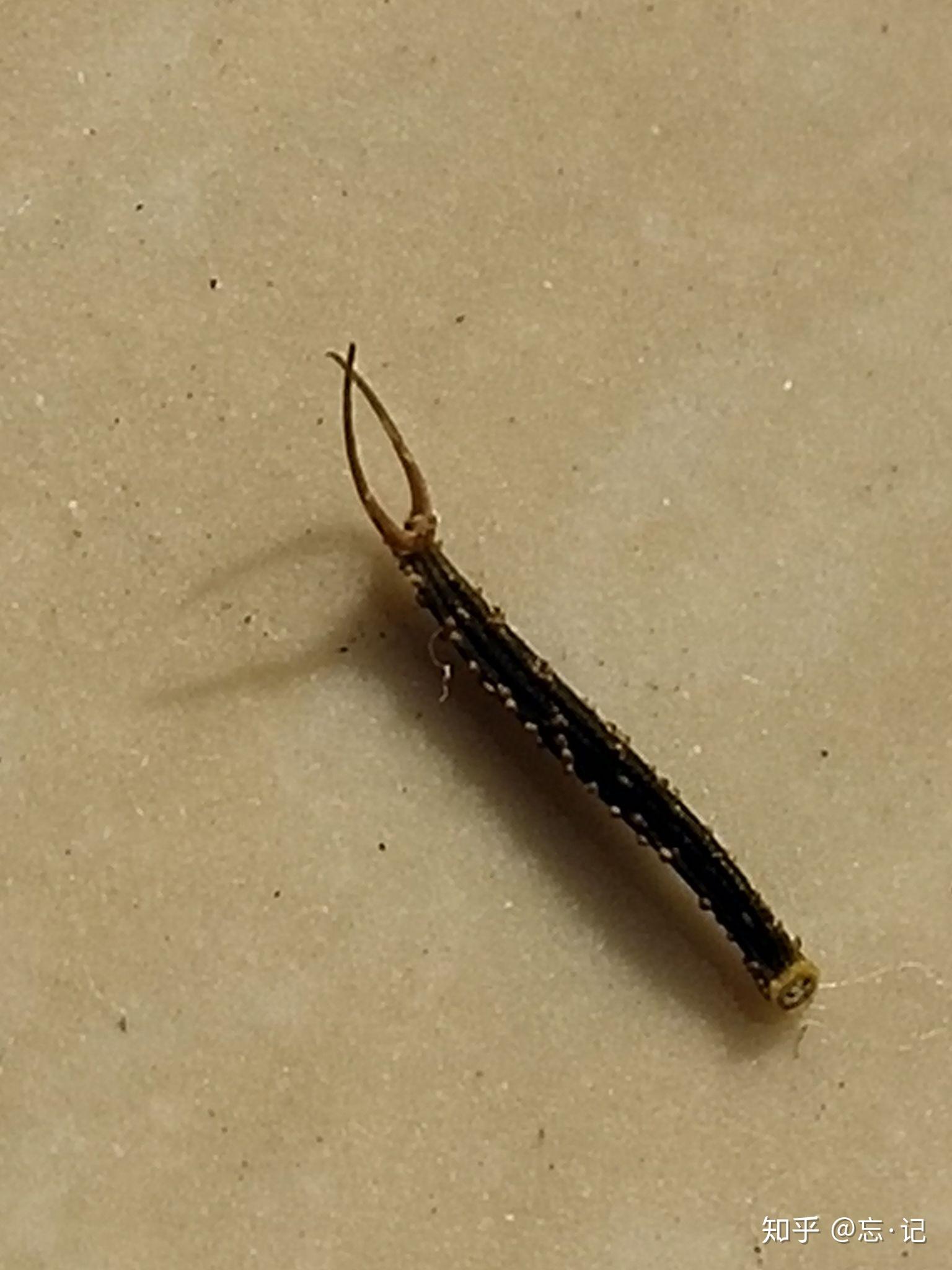 头部两个触角身体黑长背部四个白点两对足尾部有钳在家里发现的昆虫这