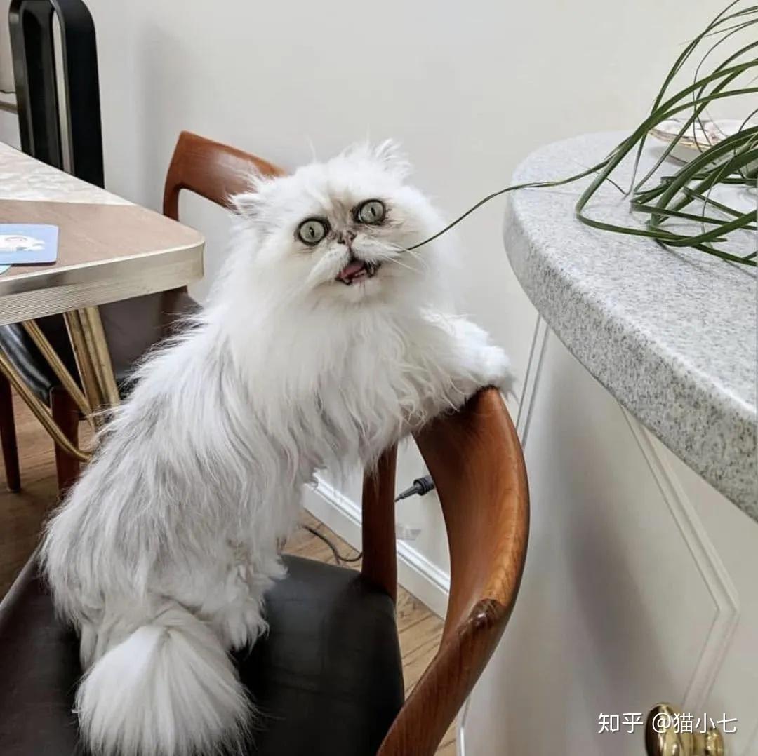 我寻思着一只猫能有多丑，直到我看到了它们…… - 知乎