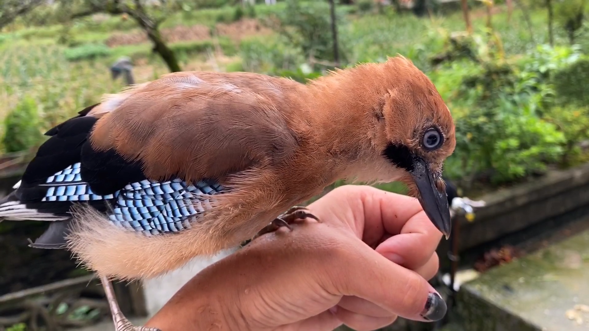 见过这么调皮的鸟吗连主人的头发都敢拔