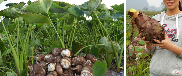 鹅掌芋属5.花烛属  6.白鹤芋属7.五彩芋  8.千年芋属  9.合果芋属10.