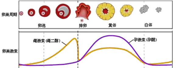 持续更新分享《妇产科学》学习资料！！——女性生殖系统生理 - 知乎