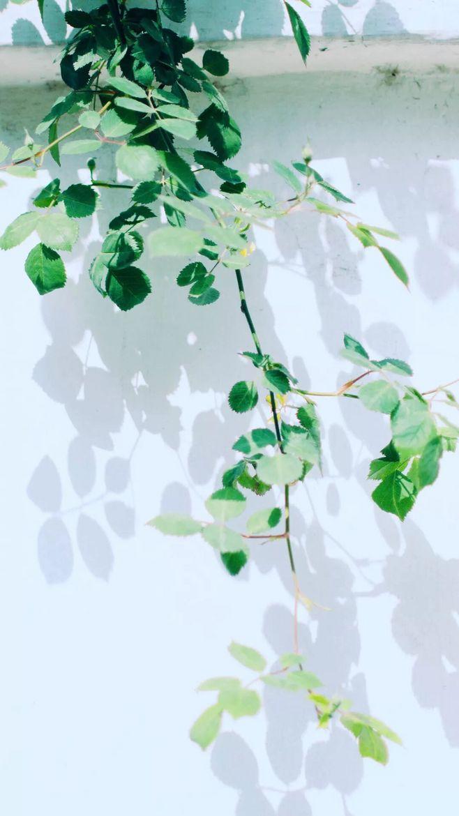 有哪些极富美感的绿色系壁纸?(绿色壁纸唯美小清新)