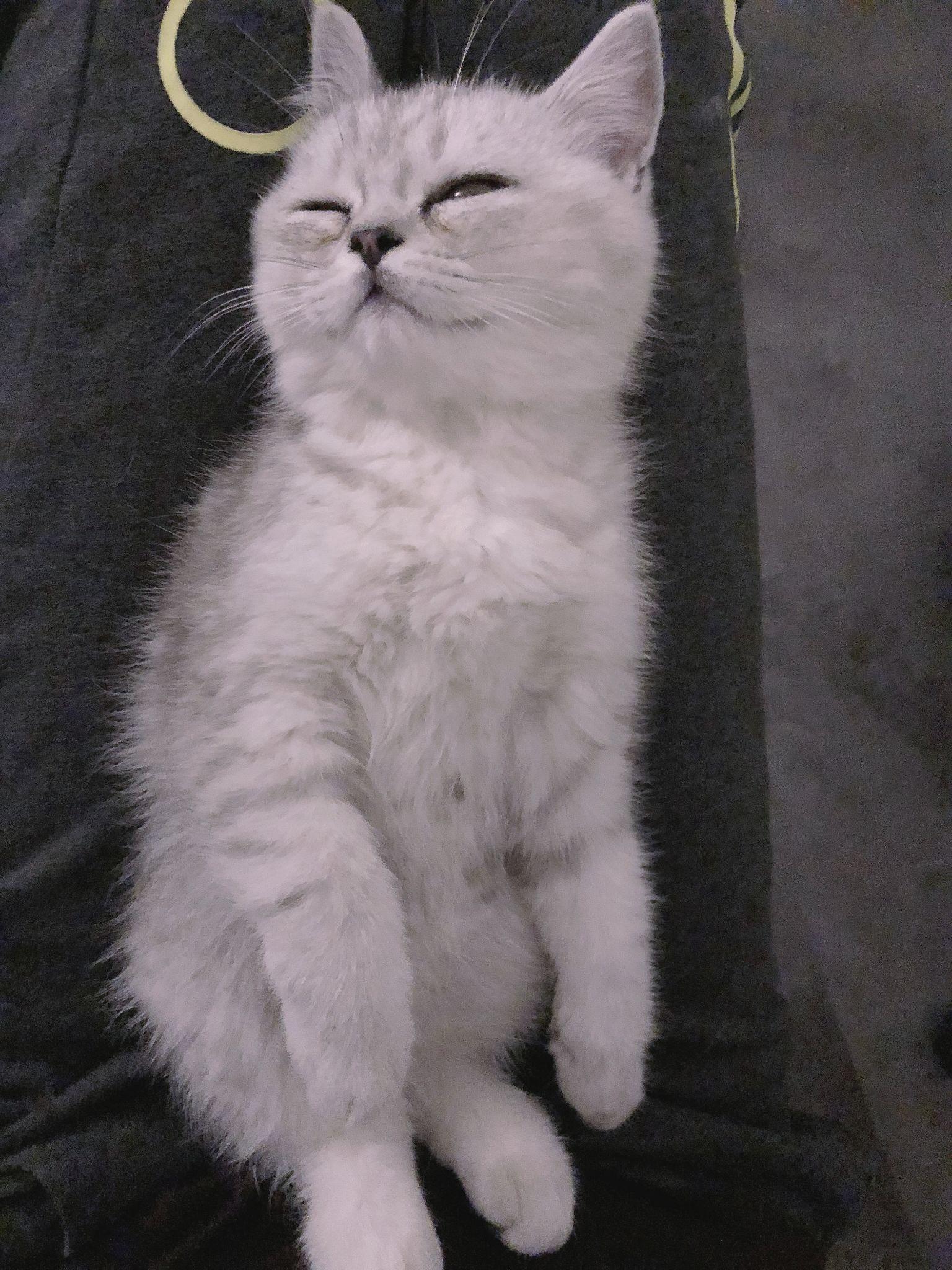 英短渐层小时候眼睛灰色? - 知乎