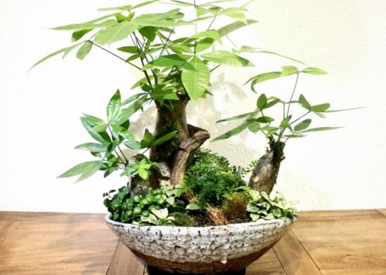 天气越热长得越好的耐高温8款植物 知乎