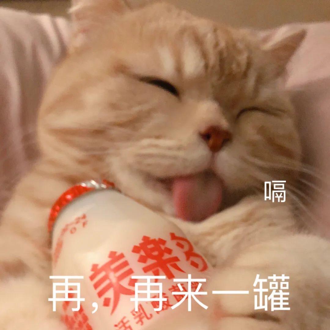 有没有猫抱着饮料的头像