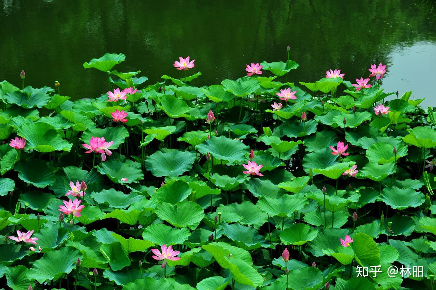 微读诗经陈风泽陂