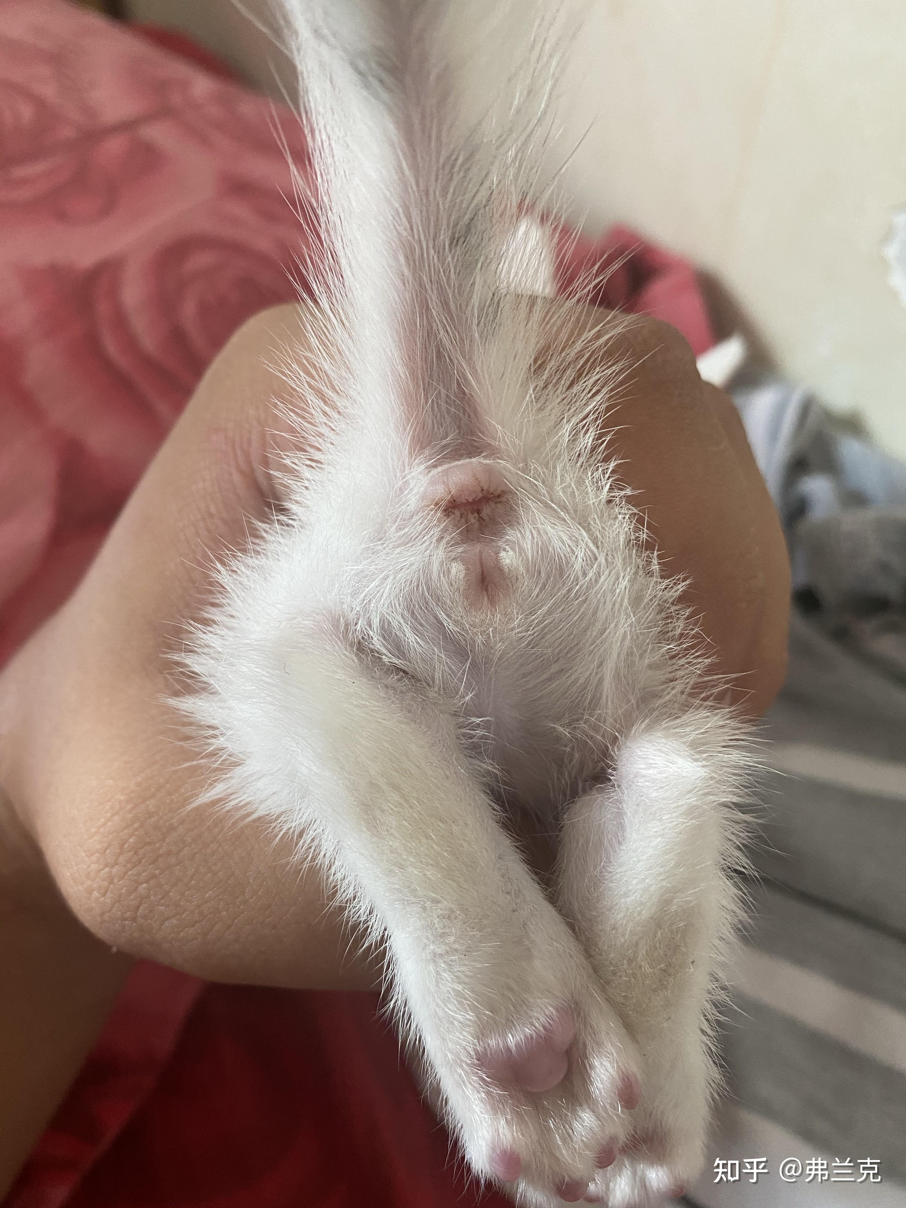 小猫怎么分公母啊这只是公还是母啊