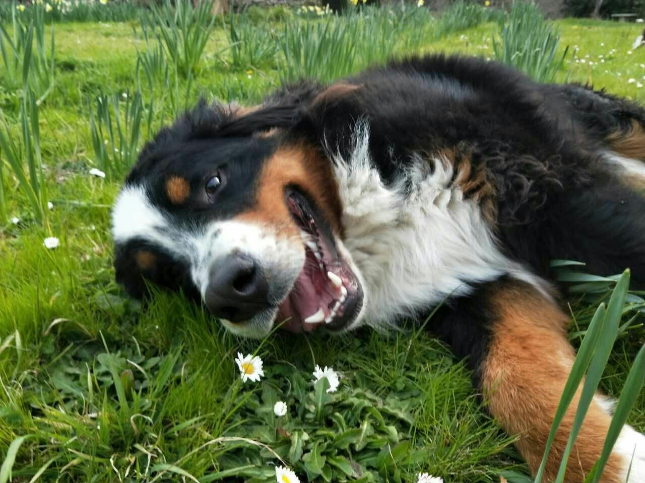 伯恩山犬与圣伯纳犬哪个比较好？ - 知乎